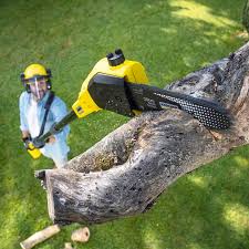 Trusted Merrick, NY Tree Care Experts