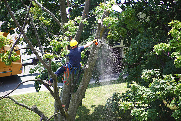 Lawn Maintenance Plans in Merrick, NY
